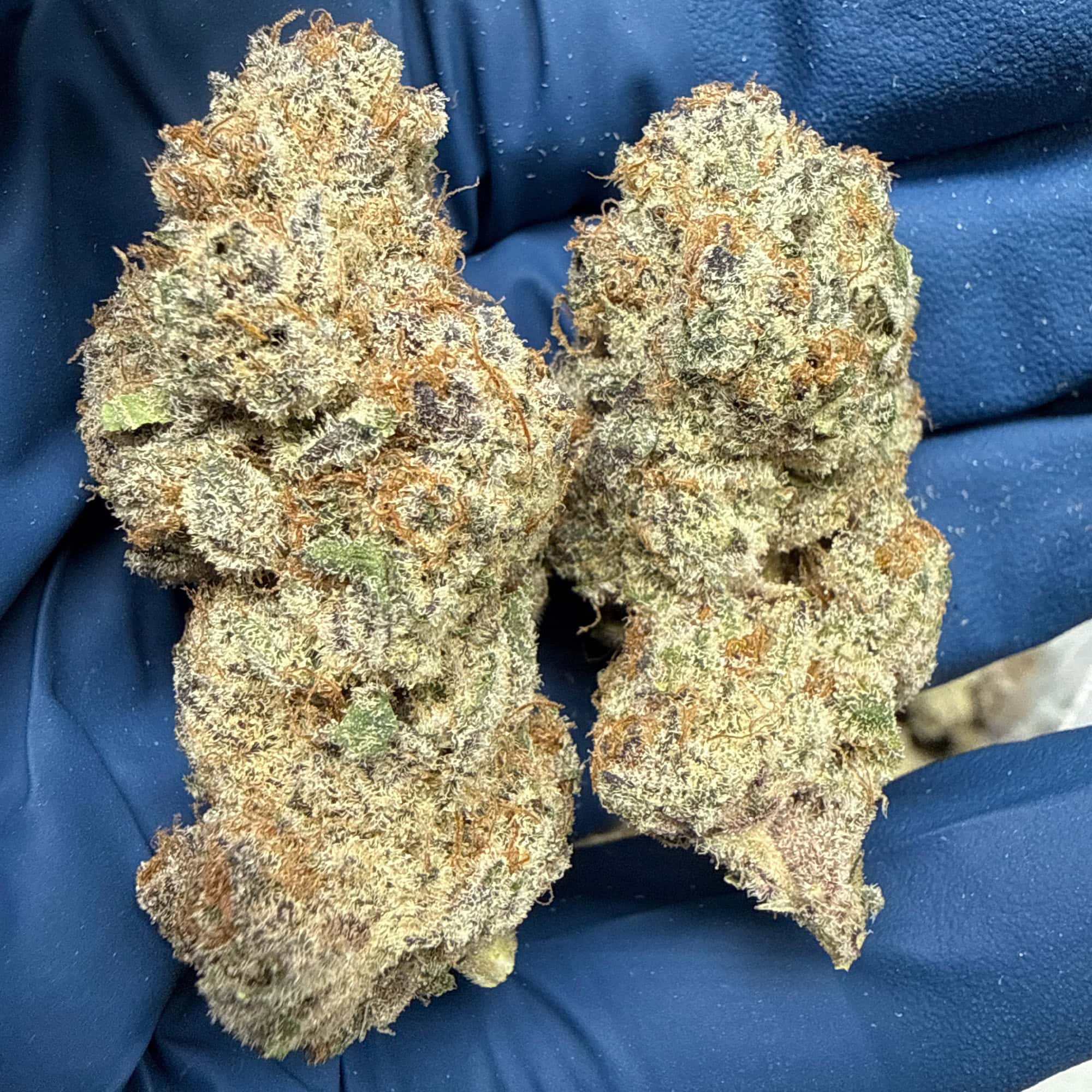 Black Ice THCA Flower Pounds