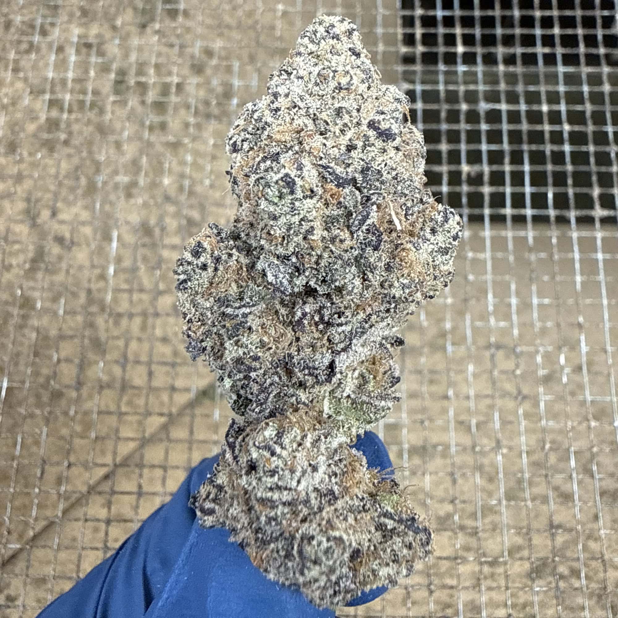 Black Truffle THCA Flower for Sale