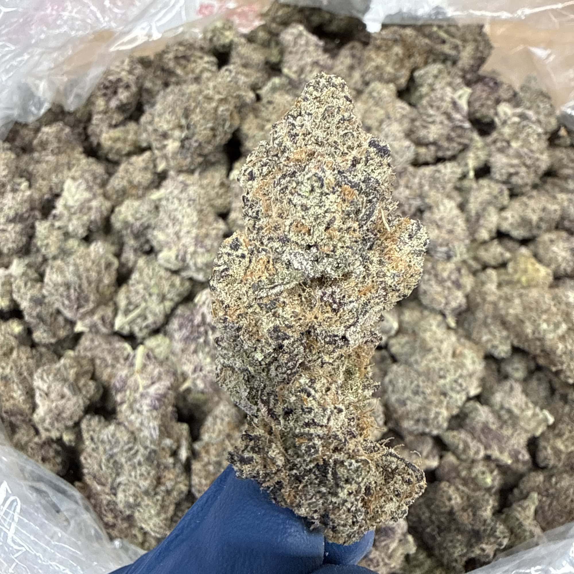 Black Truffle THCA Flower Pounds