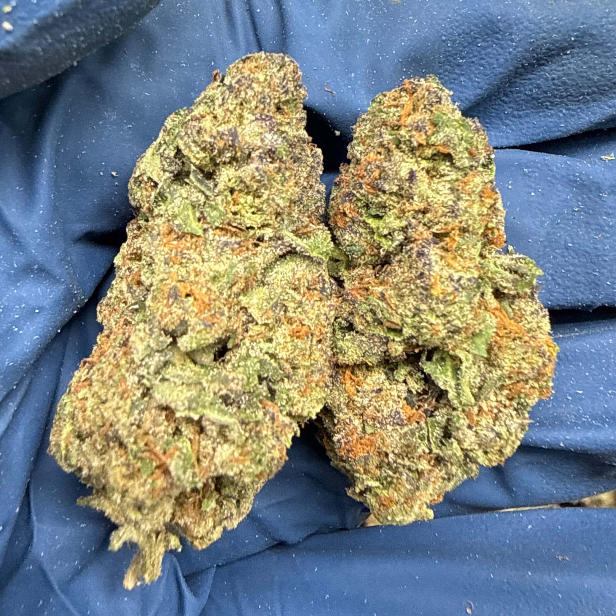 Jealousy THCA Flower For Sale