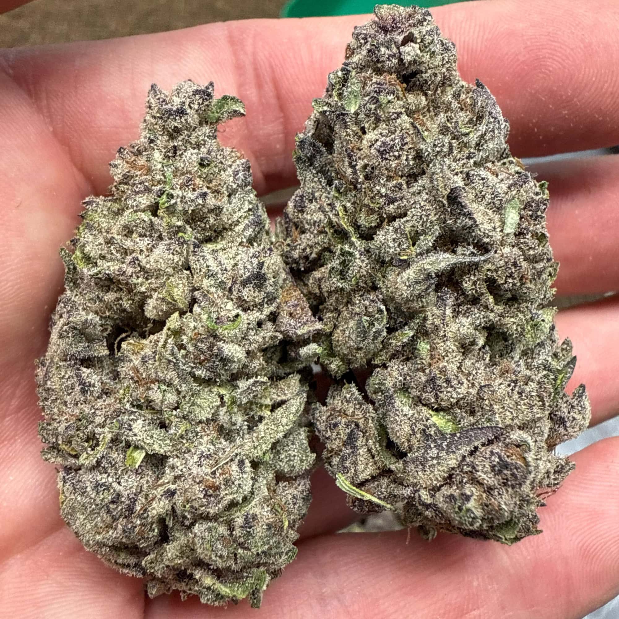 No Drama Llama THCA Flower Pounds