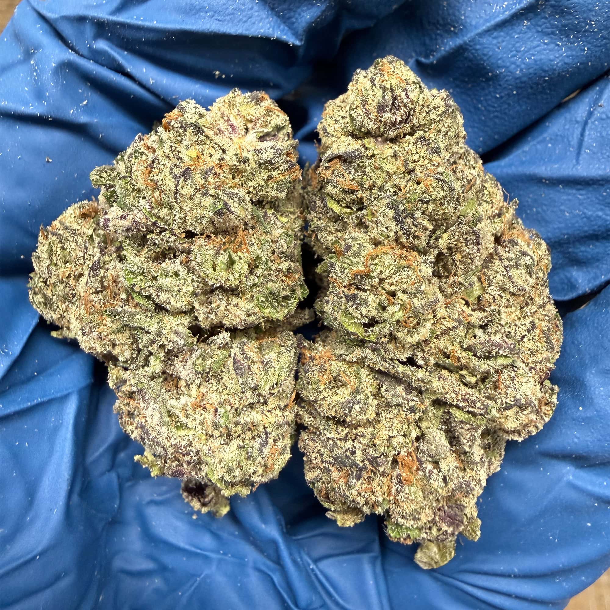 Sherbet THC Flower Pounds for Sale