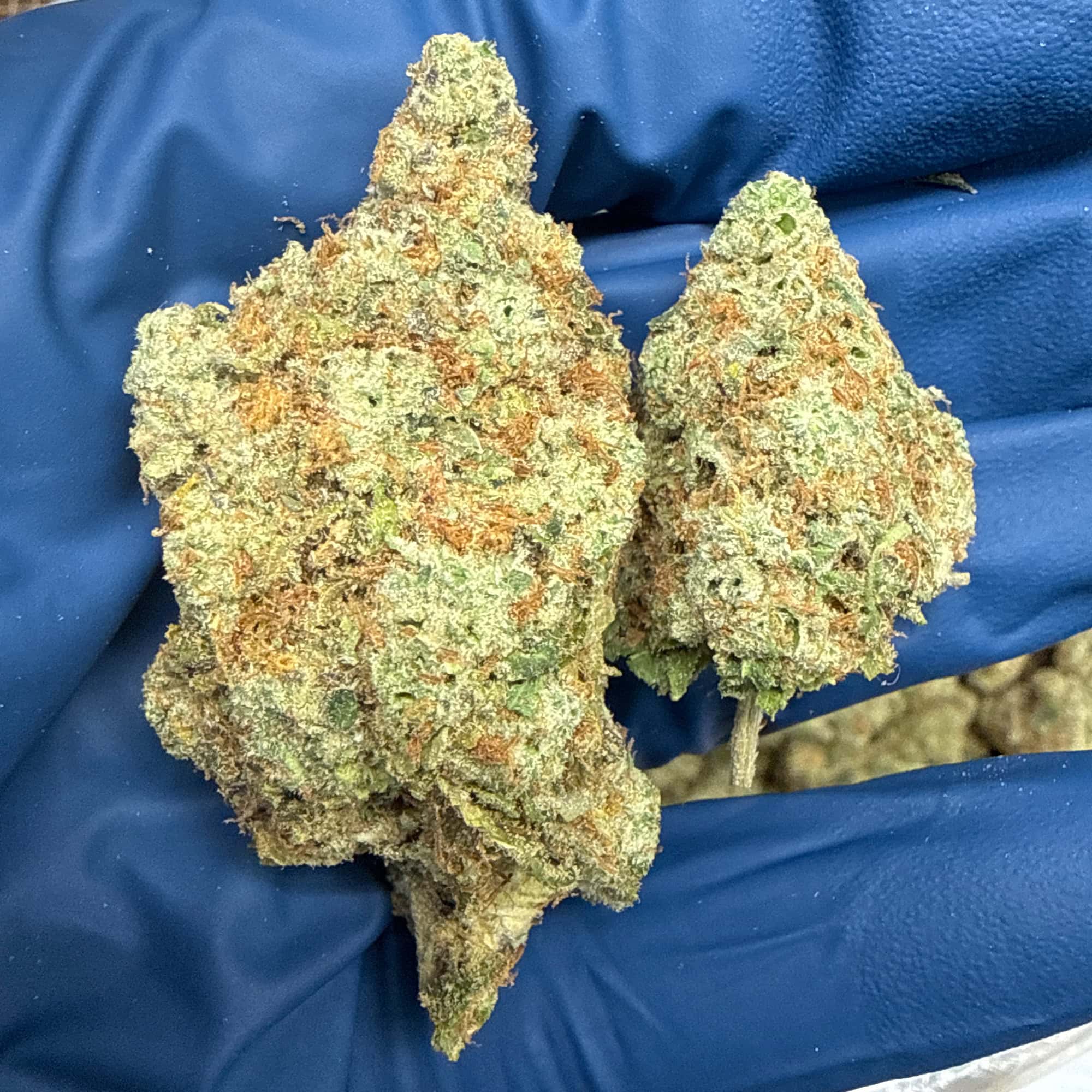 Sour Diesel THCA Flower Pounds
