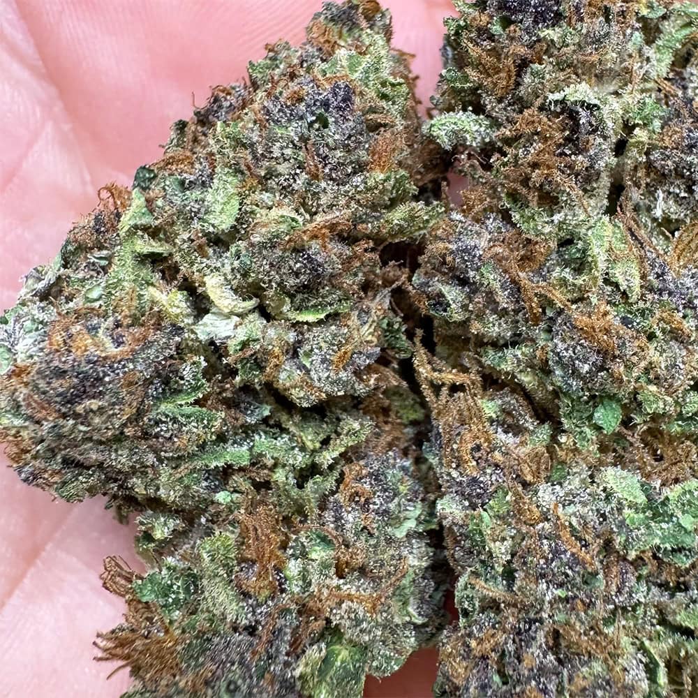 Tropicana Cookies THCA Flower Sativa