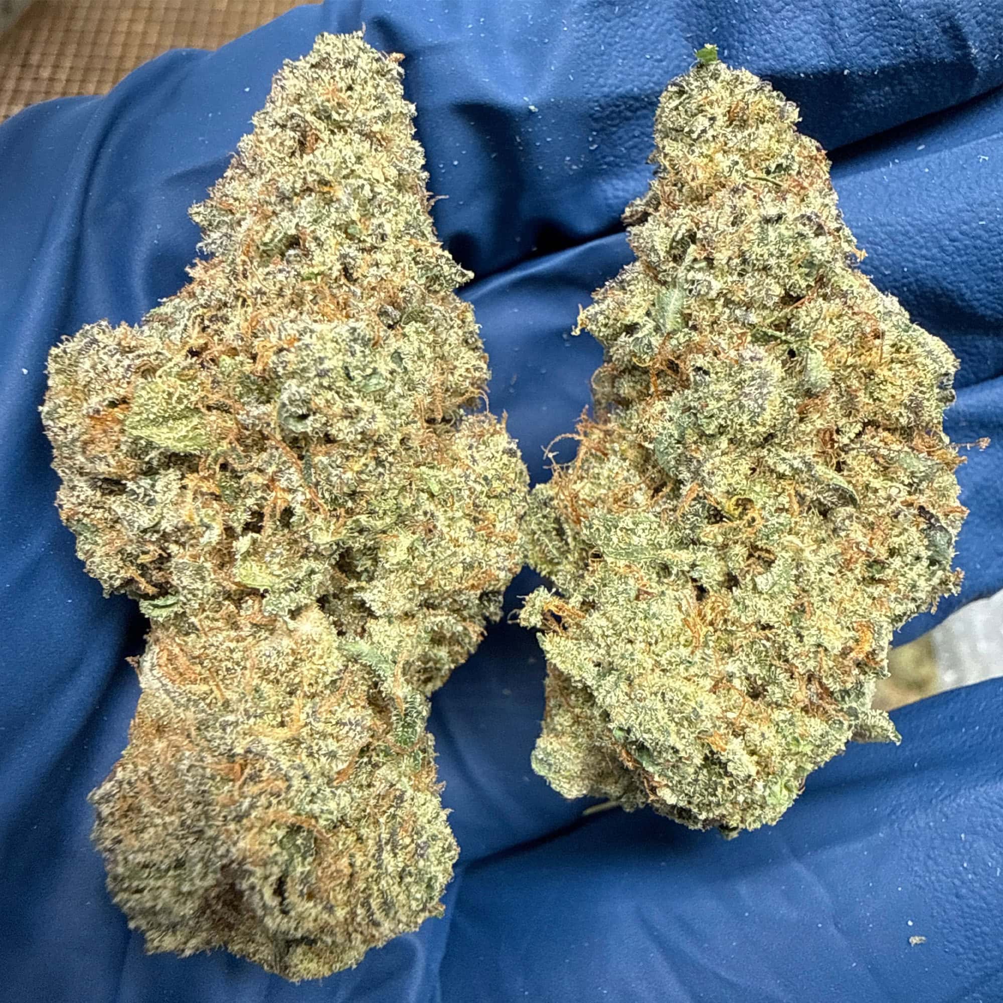 Pineapple Express THCA Flower for Sale