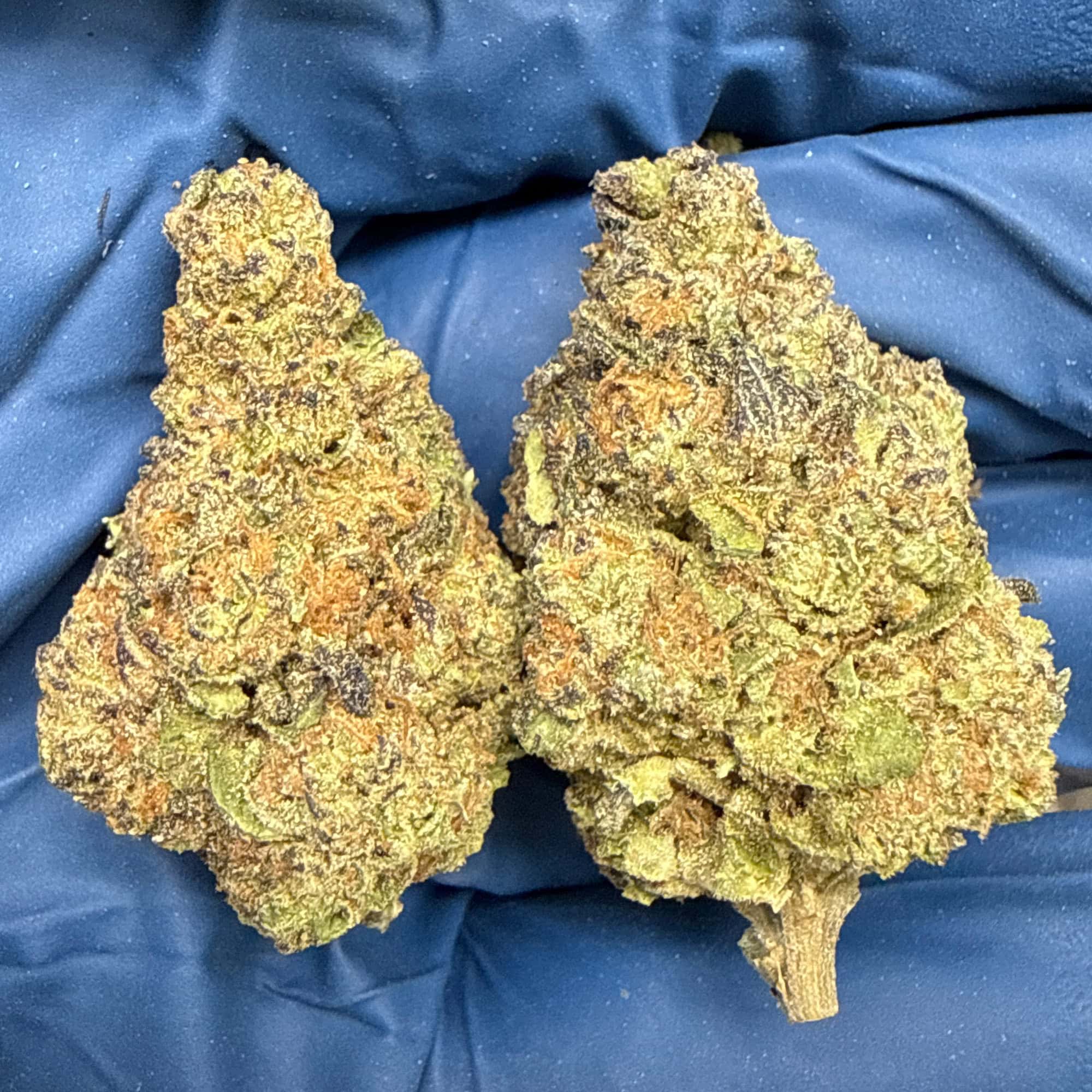RS11 THCA Flower for Sale
