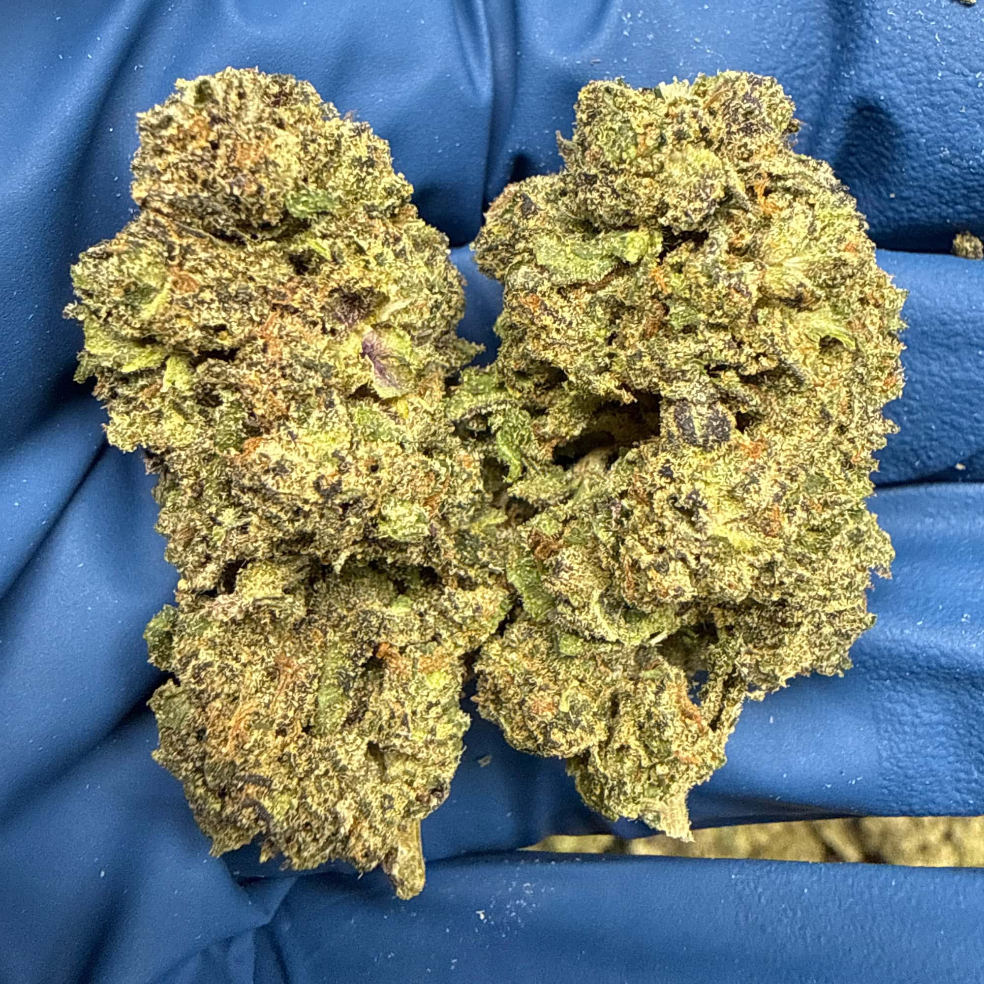 Gelato Punch THCA Flower for Sale