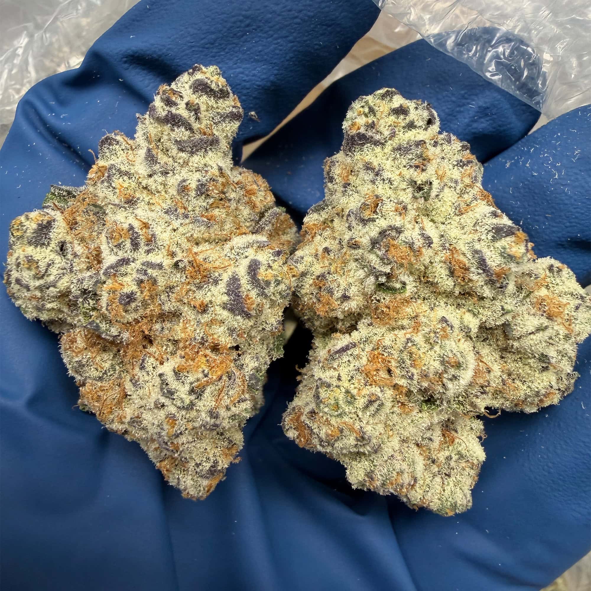 Dantes Inferno THCA Flower for Sale