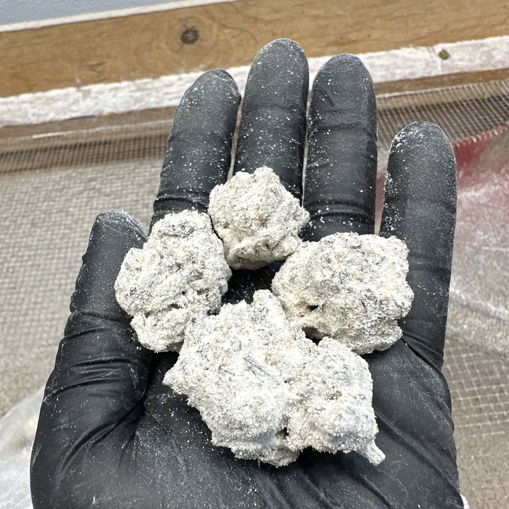 Girl Scout Cookies THCA Snowcaps Flower