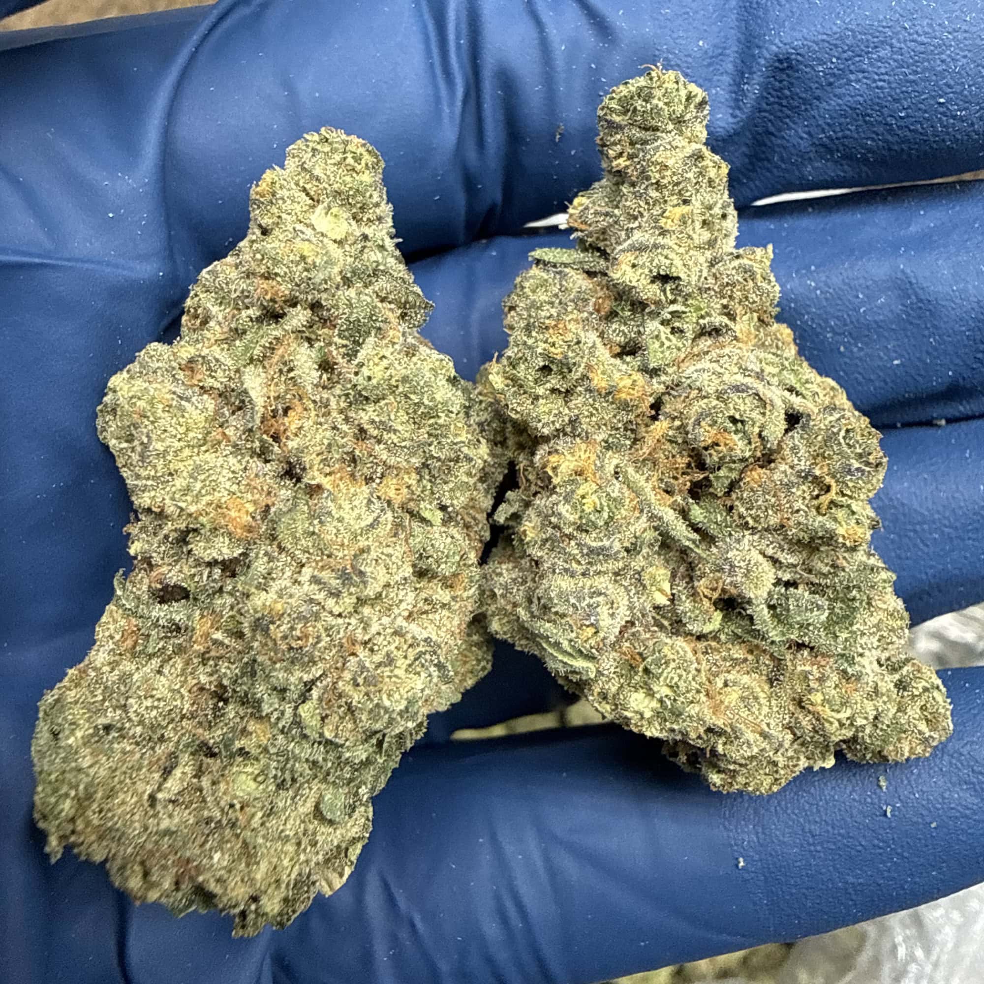Guava Cookies THCA Flower Pounds for Sale