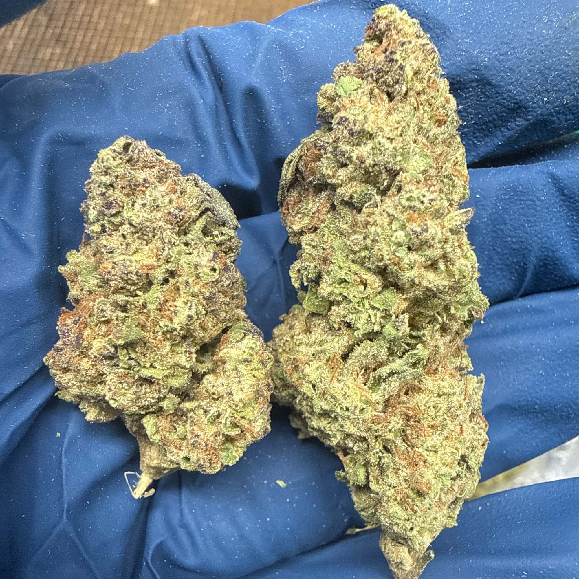 Gush Mintz THCA Flower Pounds Cheap