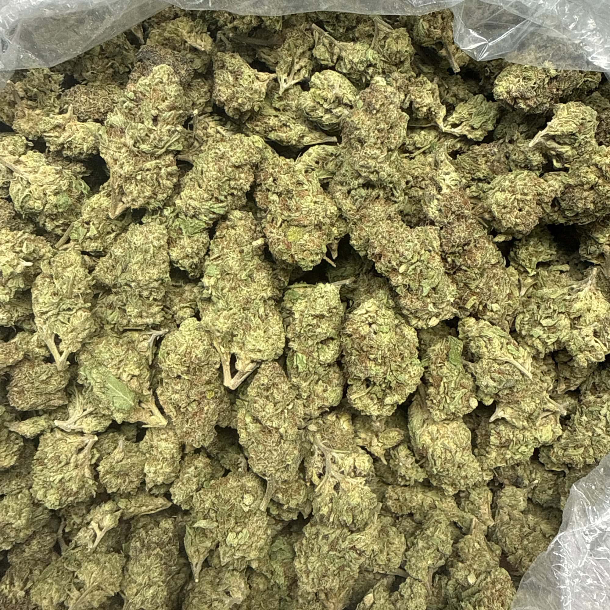 Gush Mintz THCA Flower Pounds for Sale