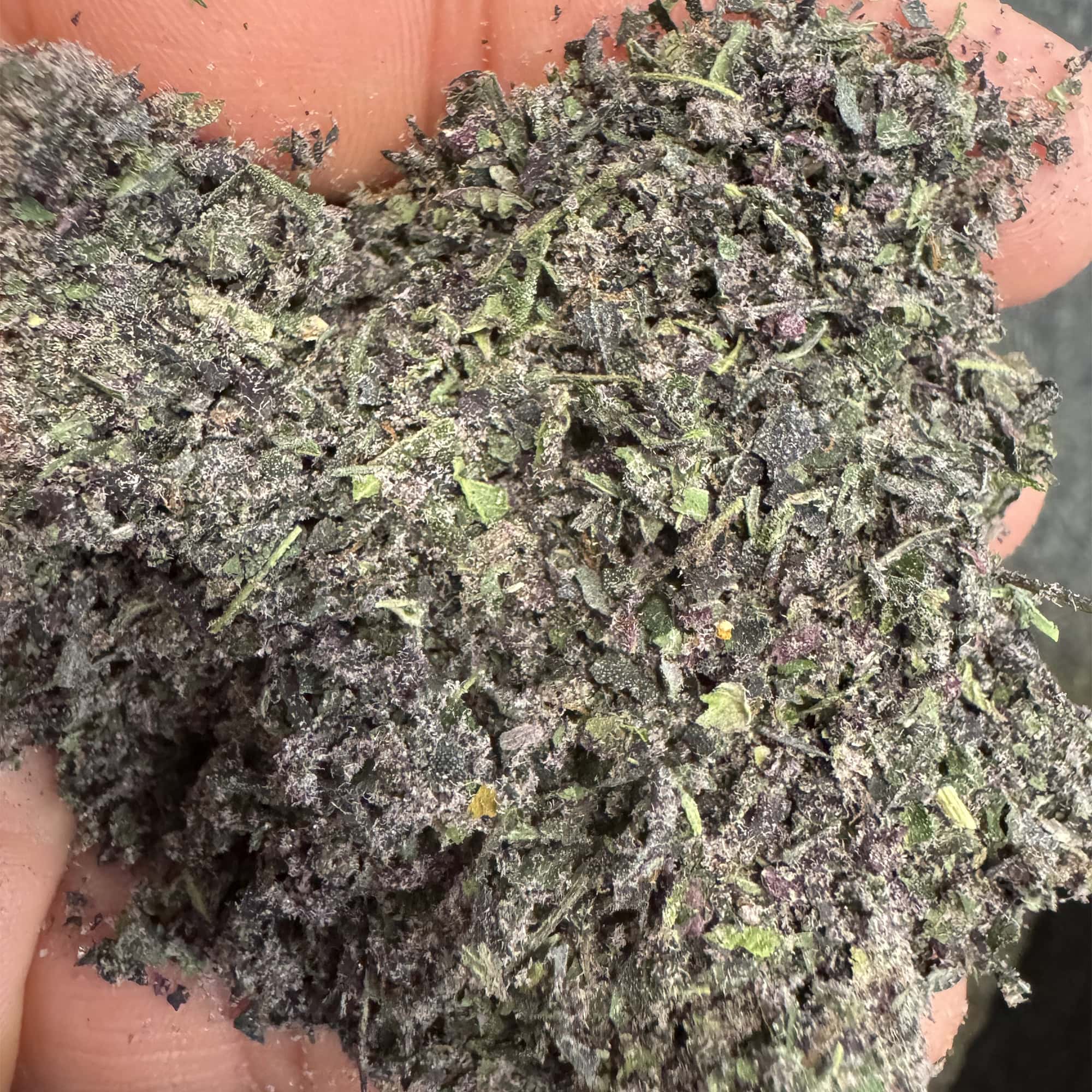 Blueberry Z THCa Shake Bulk - Image 2