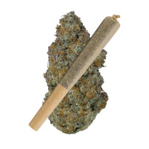 GMO Cookies THCA Pre Rolls