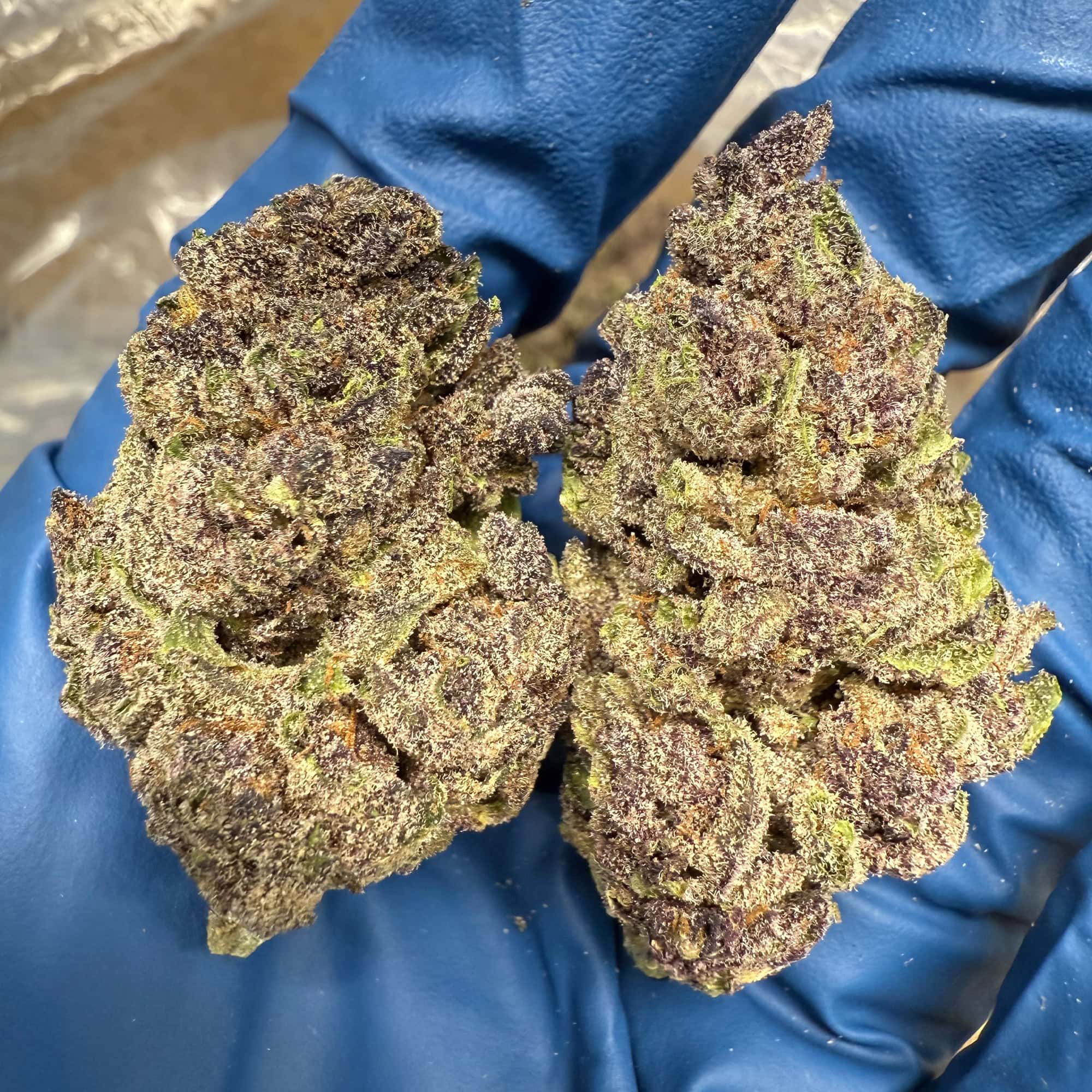 Gorilla Skunk THCA Flower Buds