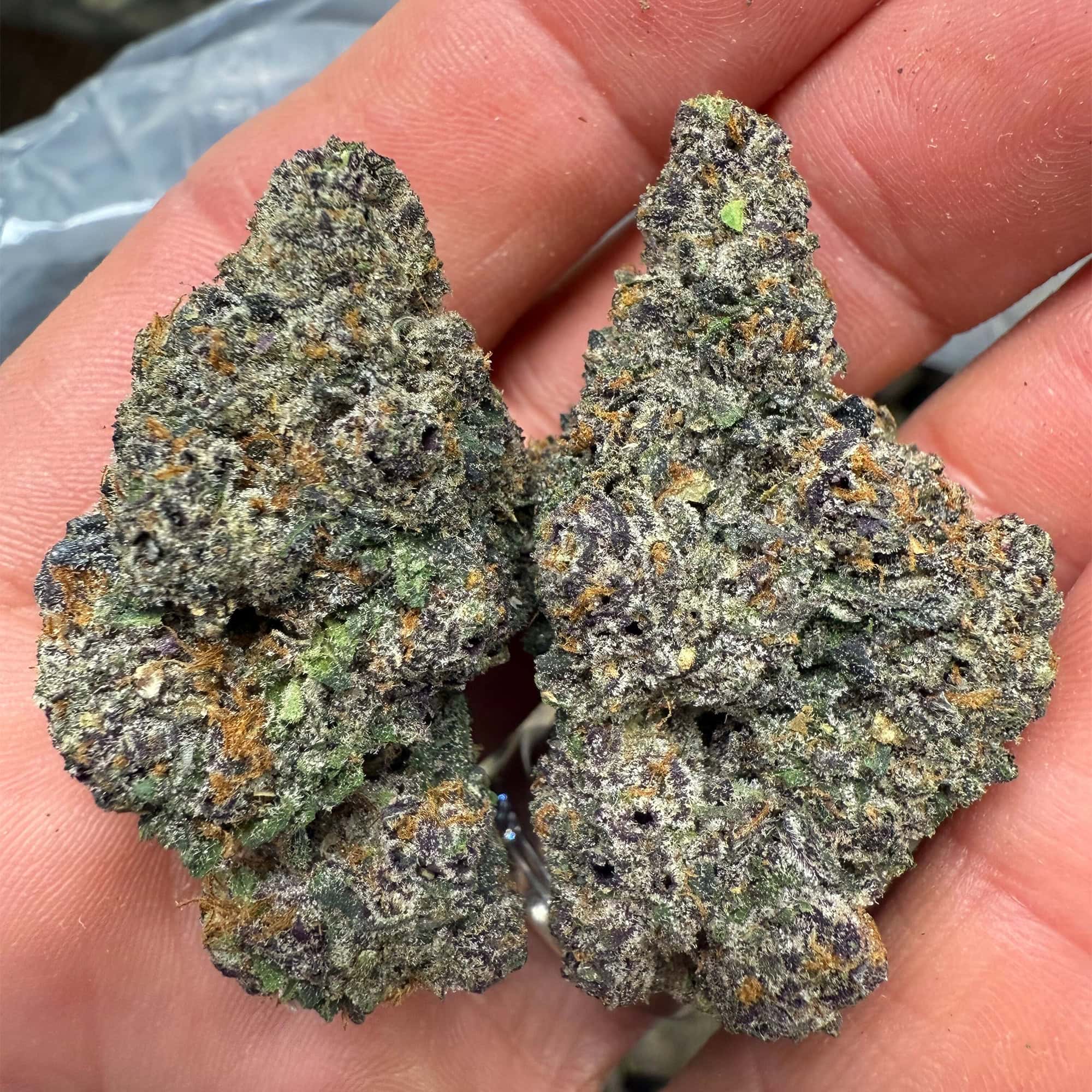 Purple Runtz Exotic THCA Flower