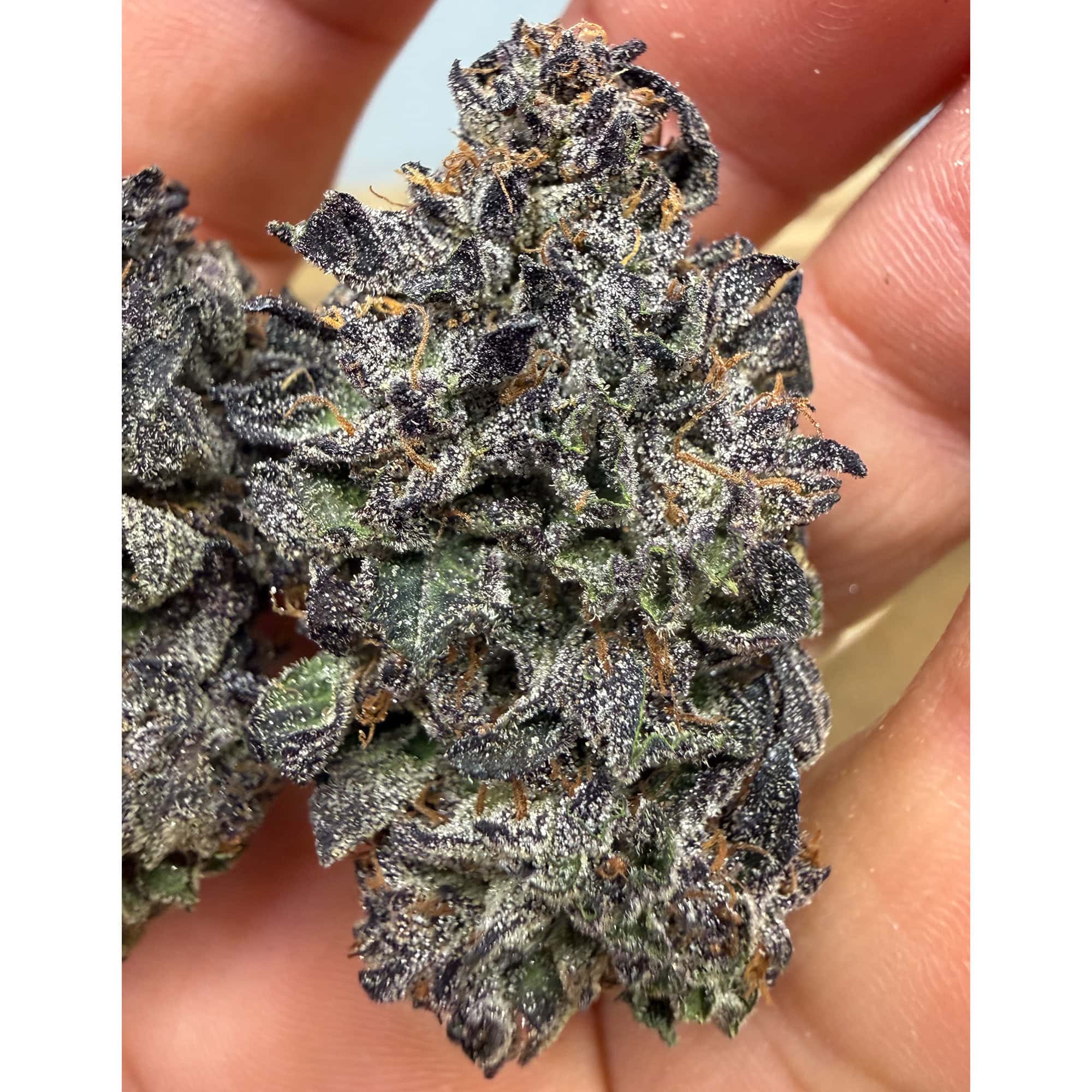 Black Amber THCA Flower Pounds