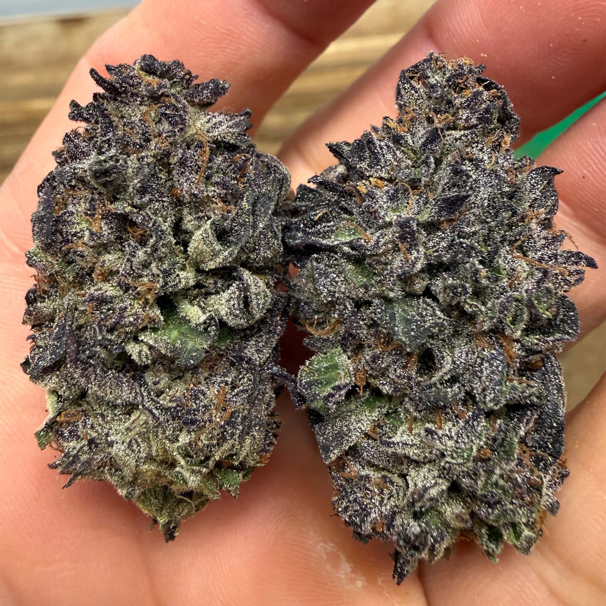 Black Amber THCA Flower for Sale