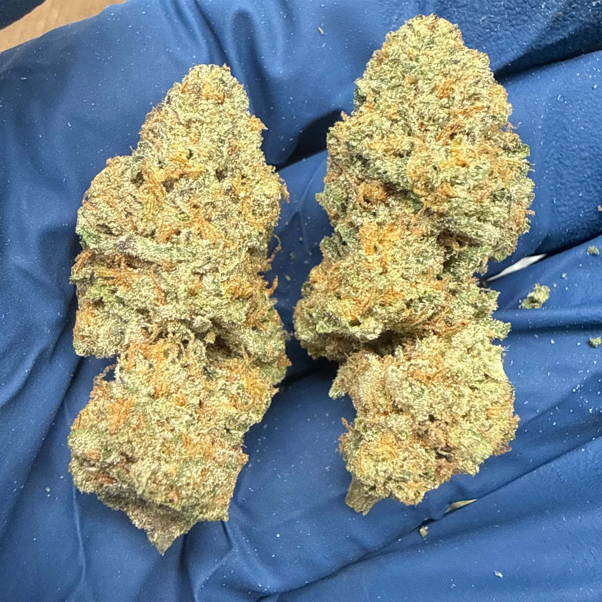 Gorilla Glue #4 THCA Flower for Sale