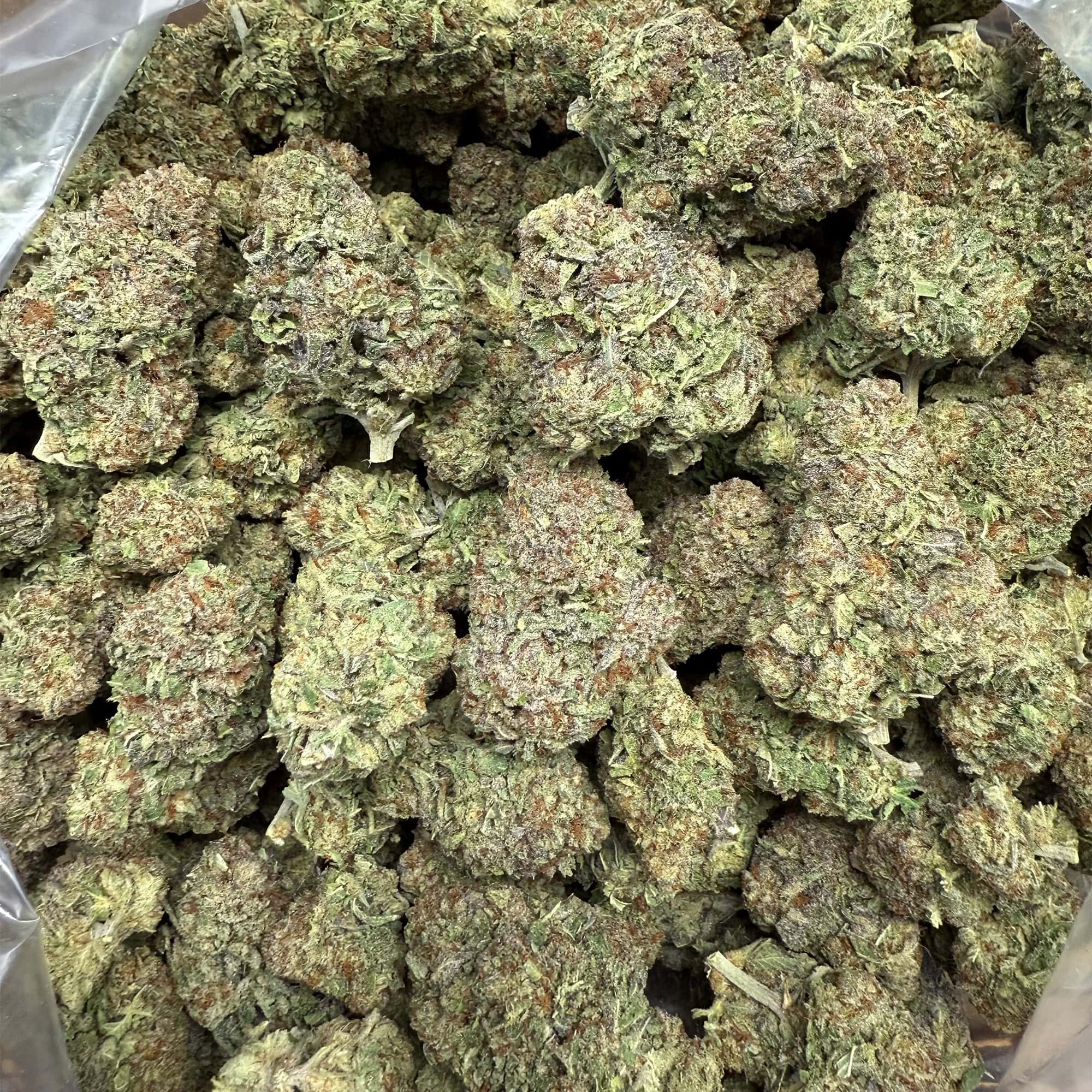 Obama Runtz THCA Flower Wholesale