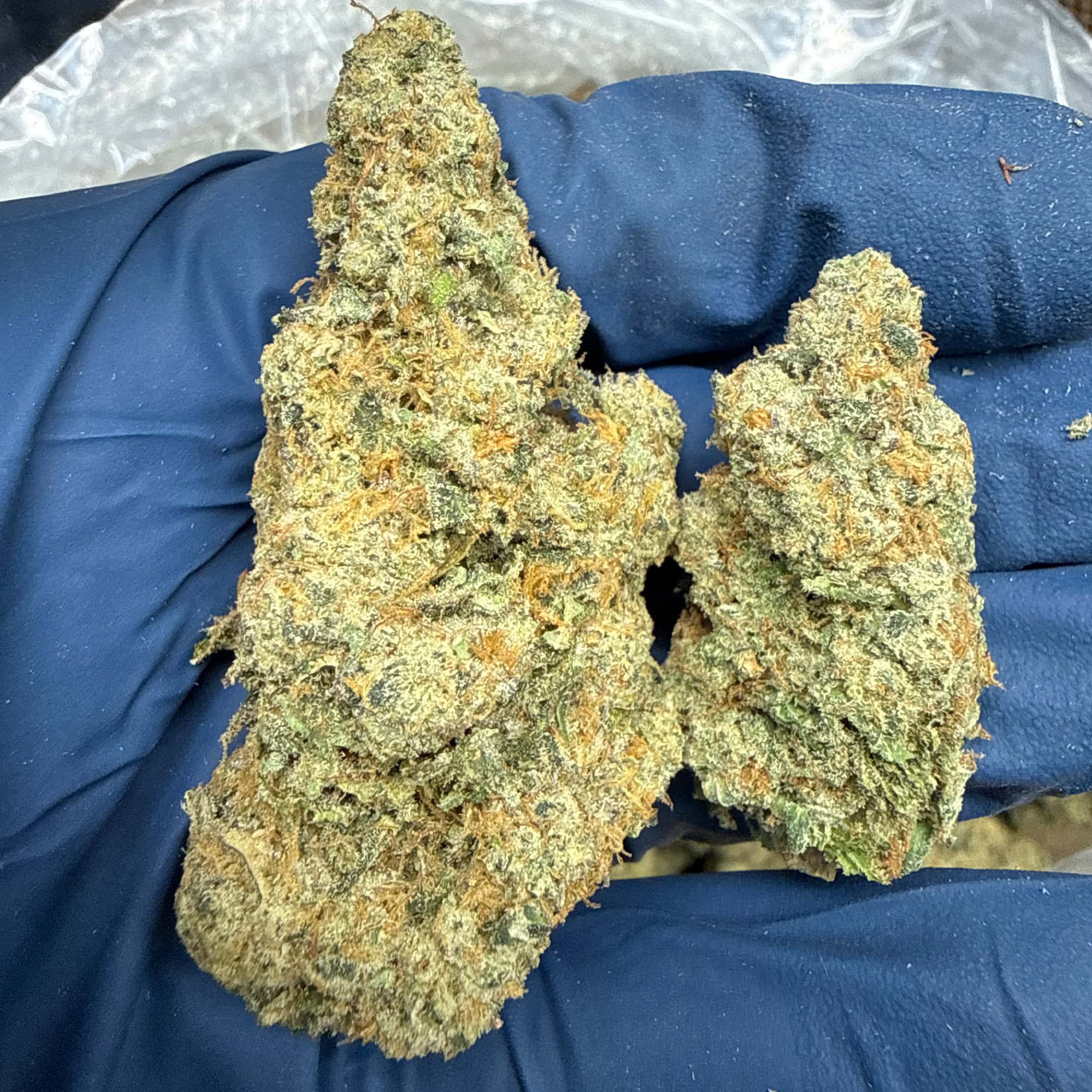 Super Silver Haze THCA Flower for Sale