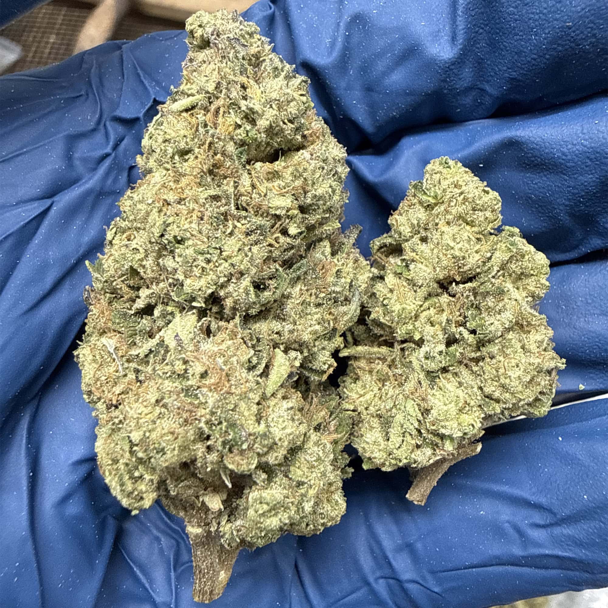 Dripping Dots THCA Flower Pounds
