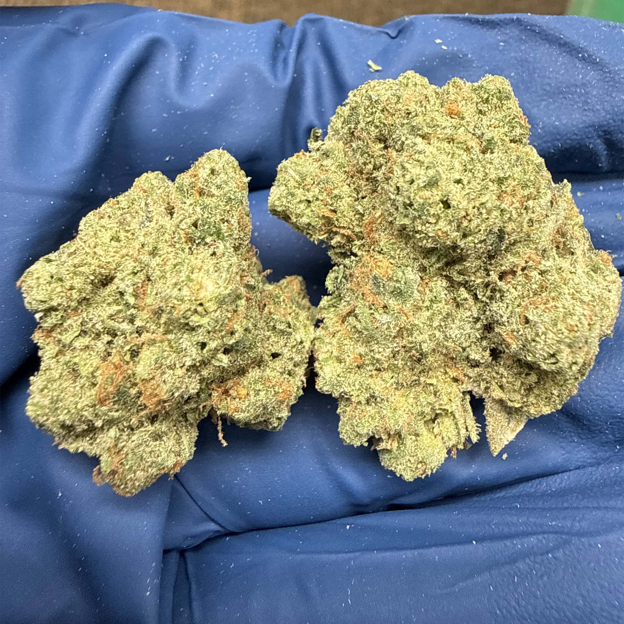 Jack Herer THCA Flower For Sale