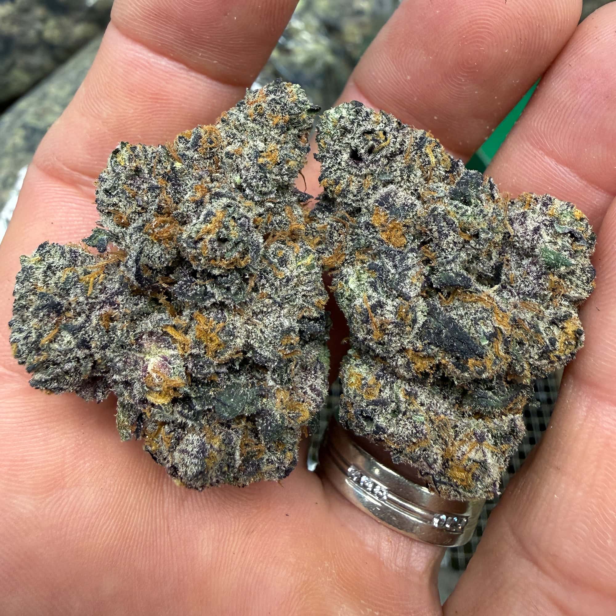 Chimera Exotic THCA Flower Sativa