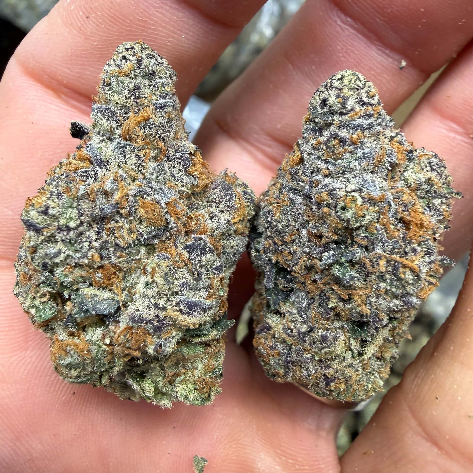 Gushers THCA Flower Buds