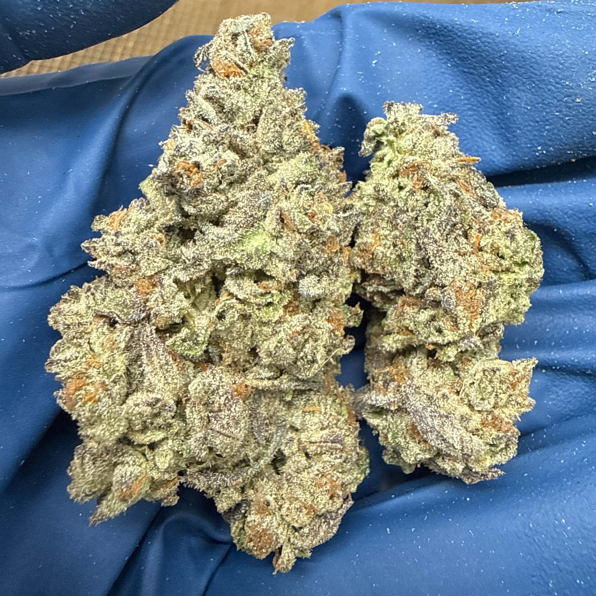 White Truffle THCA Flower for Sale