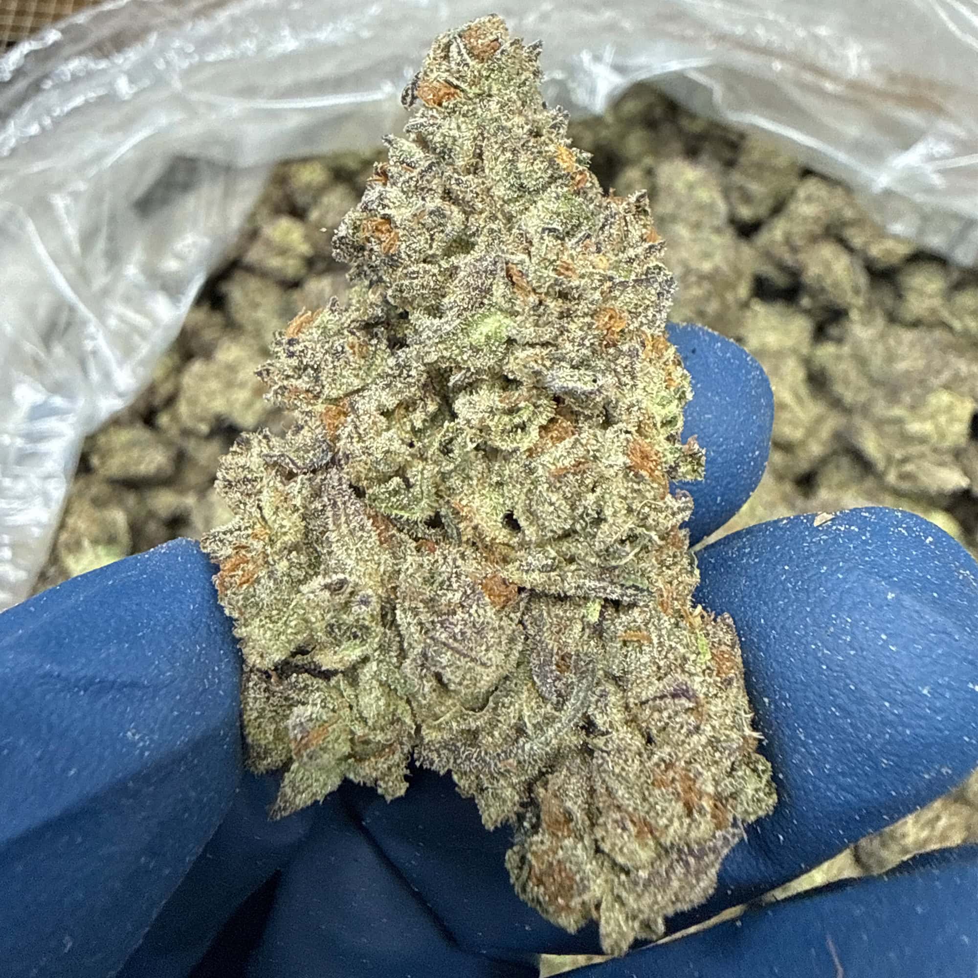 White Truffle Exotic THCA Flower