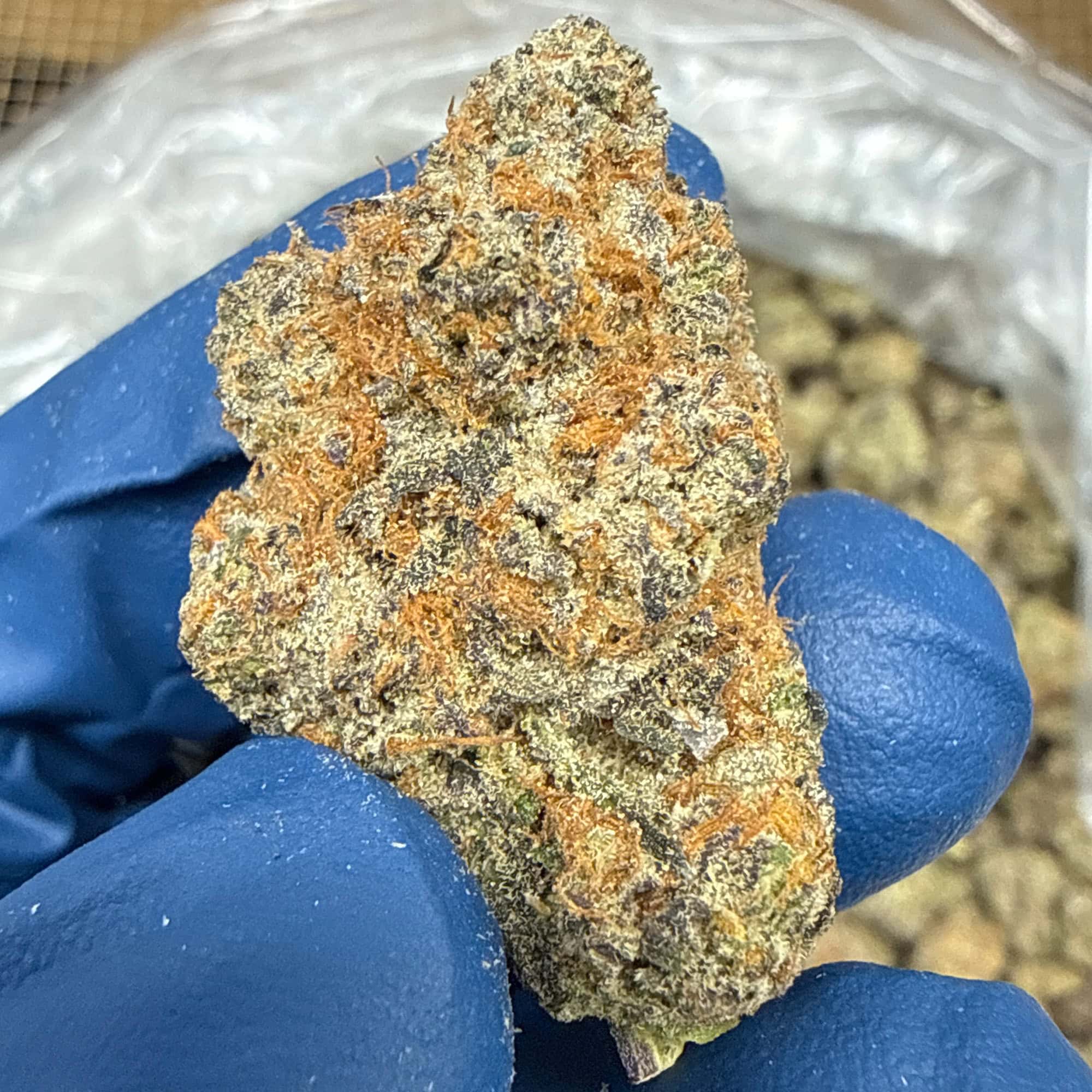 Purple Haze THCA Flower Pounds for Sale
